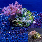 Pineapple Tree Coral Indonesia (click for more detail)