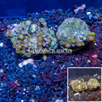 Two Pack Zoanthus Coral Indonesia (click for more detail)