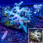 Sinularia Leather Coral Vietnam (click for more detail)