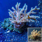 Sinularia Leather Coral Vietnam (click for more detail)