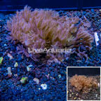 Waving Hand Coral Vietnam (click for more detail)