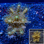 Devil's Hand Leather Coral Indonesia (click for more detail)