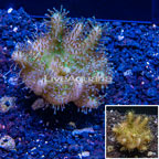 Devil's Hand Leather Coral Indonesia (click for more detail)