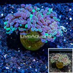 LiveAquaria® Cultured Hammer Coral (click for more detail)