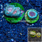 LiveAquaria® Two Pack Cultured Goniastrea Coral (click for more detail)