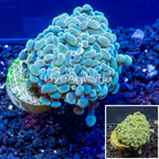 LiveAquaria® Cultured Hammer Coral (click for more detail)