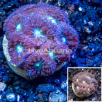 LiveAquaria® Cultured Blastomussa Coral (click for more detail)