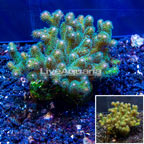 LiveAquaria® Cultured XL Pocillopora Coral (click for more detail)