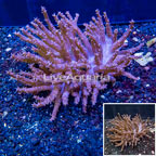 Tree Coral Indonesia (click for more detail)