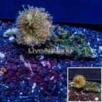 Devil's Hand Leather Coral Vietnam (click for more detail)