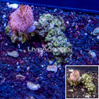 Toadstool Leather Coral Vietnam (click for more detail)