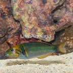 Goldbar Wrasse [Blemish] (click for more detail)
