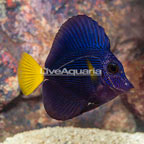 Purple Tang [Blemish] (click for more detail)