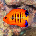 Flame Angelfish (click for more detail)