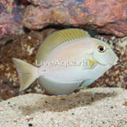 Epaulette Surgeonfish (click for more detail)