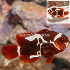 Captive-Bred Peacekeeper Maroon Clownfish (click for more detail)