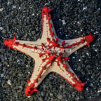 Red Knob Sea Star (click for more detail)