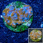 Ultra Chalice Coral Indonesia (click for more detail)