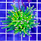Green and Gold Torch Coral Indonesia (click for more detail)