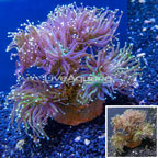 Torch Coral Indonesia (click for more detail)