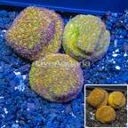 LiveAquaria® Three Pack Cultured Leptoseris Coral (click for more detail)