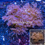 LiveAquaria® Two Pack Cultured Waving Hand Coral (click for more detail)