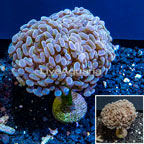 LiveAquaria® Cultured Hammer Coral (click for more detail)