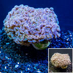 LiveAquaria® Cultured Hammer Coral (click for more detail)
