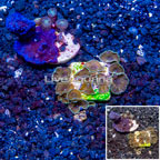 LiveAquaria® Two Pack Cultured Zoanthus and Potosynthetic Plating Sponge (click for more detail)