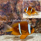 Two Banded Clownfish (click for more detail)