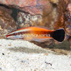 Red lip Cleaner Wrasse (click for more detail)