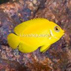 Lemon Peel Angelfish (click for more detail)