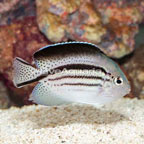 Lamarck Angelfish (click for more detail)