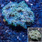LiveAquaria® Cultured Ultra Duncan Coral (click for more detail)