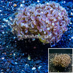 LiveAquaria® Cultured Hammer Coral (click for more detail)