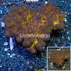 LiveAquaria® XL Cultured Stylophora Coral (click for more detail)