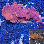 LiveAquaria® Cultured Montipora Coral (click for more detail)