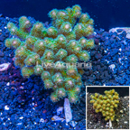 LiveAquaria® Cultured Stylophora Coral (click for more detail)