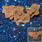 LiveAquaria® Cultured Montipora Coral (click for more detail)