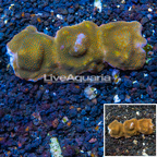 LiveAquaria® Cultured Montipora Coral (click for more detail)