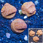 LiveAquaria® Three Pack Cultured Leptoseris Coral (click for more detail)