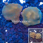 LiveAquaria® Two Pack Cultured Montipora Coral (click for more detail)