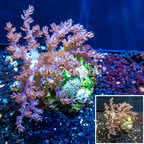 Pineapple Tree Coral Indonesia (click for more detail)
