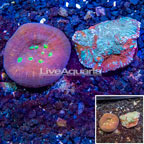LiveAquaria® Two Pack Cultured Ultra Chalice Coral (click for more detail)