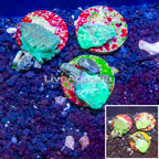 LiveAquaria® Three Pack Cultured Green Cabbage Leather Coral (click for more detail)