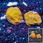 LiveAquaria® Two Pack Cultured Leptoseris Coral (click for more detail)