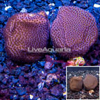 LiveAquaria® Two Pack Cultured Montipora Coral (click for more detail)