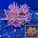 Tree Coral Indonesia (click for more detail)