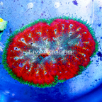 Mini Carpet Anemone (click for more detail)