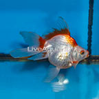 Jin Ryukin Goldfish (click for more detail)